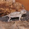 Desert Horned Lizard - Baby photo