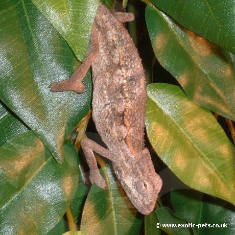 Side Striped Chameleon