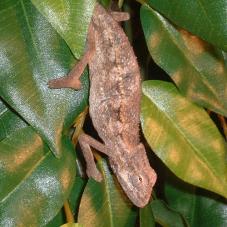 Side Striped Chameleon (Chamaeleo bitaeniatus)