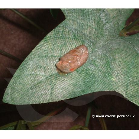 Baby still in egg sac
