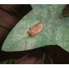 Baby still in egg sac photo