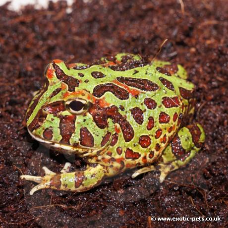 Ornate Horned Frog