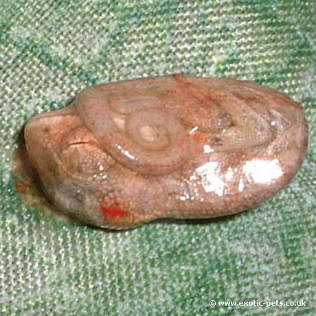 Close up of baby in egg sac