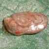 Close up of baby in egg sac photo