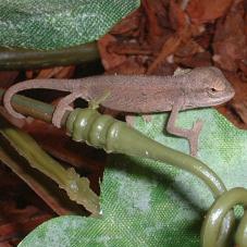 Elliots Chameleon (Chamaeleo ellioti)