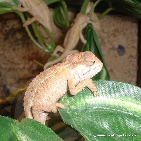 Five days old C.rudis