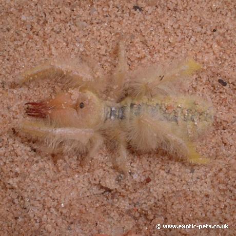 Egyptian Banded Camel Spider