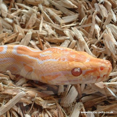 Burmese Python heat pits