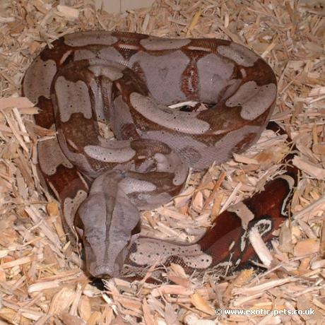 Red Tailed Boa Constrictor - Boa constrictor constrictor