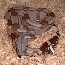 Red Tailed Boa Constrictor (Boa constrictor constrictor)