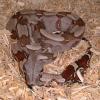 Guyana Red Tailed Boa photo