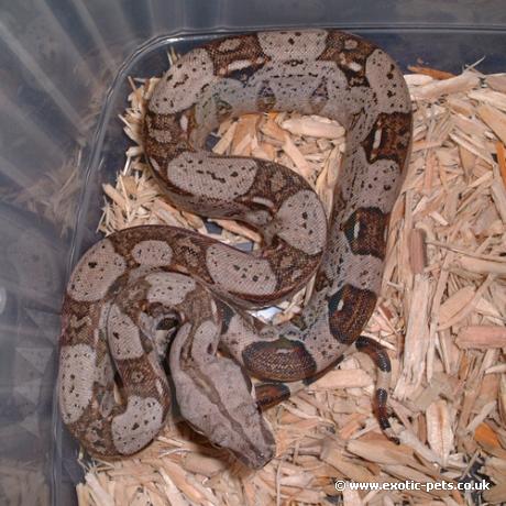 Columbian Red Tailed Boa