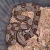 Columbian Red Tailed Boa photo