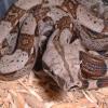 Close up of Columbian Red Tailed Boa photo