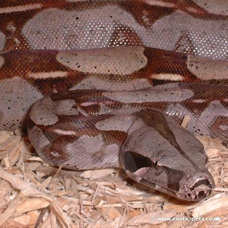 Close up of Guyana Red Tailed Boa