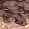 Close up of Guyana Red Tailed Boa photo