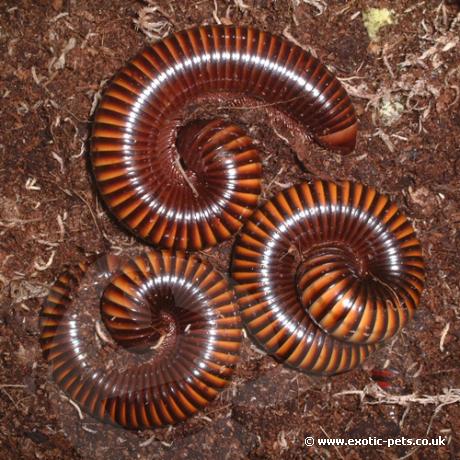 Yellow Amber Millipedes