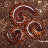 Yellow Amber Millipedes photo