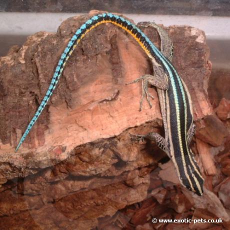 Neon Blue Tailed Tree Lizard climbing