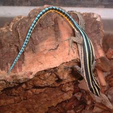 Neon Blue Tailed Tree Lizard (Holaspis guentheri)