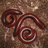 Red Amber Millipede photo