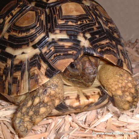 Leopard Tortoise
