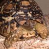 Leopard Tortoise photo