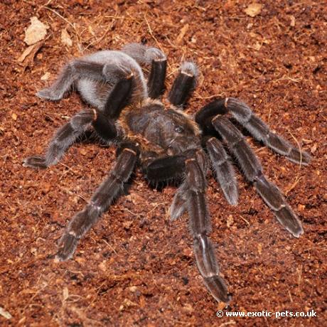 Borneo Orange-Fringed Tarantula