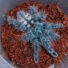 Martinique Pink Toe Spiderling photo