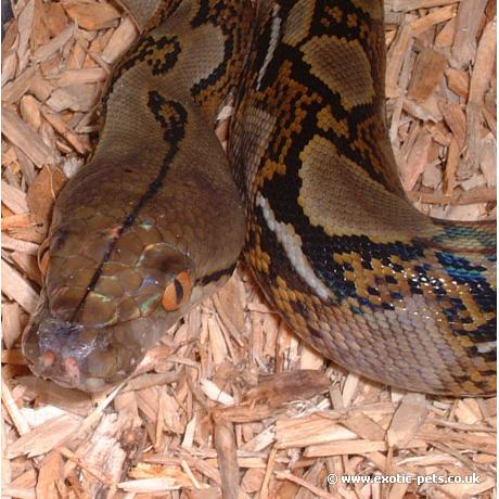 Reticulated Python