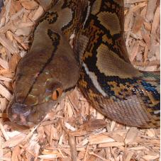 Reticulated Python (Python reticulatus)