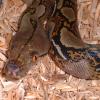 Reticulated Python photo