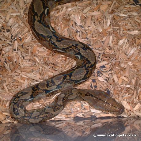 Reticulated Python body
