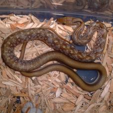 Trinket Snake (Elaphe helena)