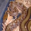 Trinket Snake head photo