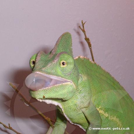 Veiled Chameleon aiming for food