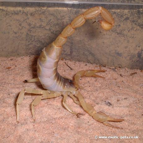 Desert Hairy Scorpion