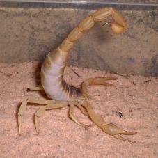 Desert Hairy Scorpion (Hardrurus arizonensis)
