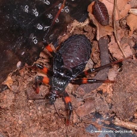 Red Spotted Assassin Bug