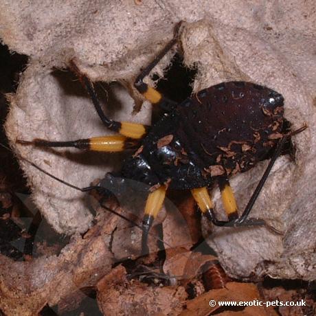 White Spotted Assassin Bug