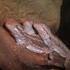 Bearded Dragons basking photo