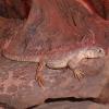 Egyptian Uromastyx basking photo