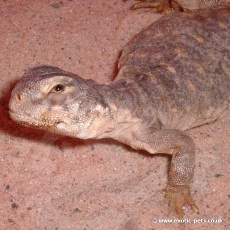 Egyptian Uromastyx head