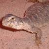 Egyptian Uromastyx head photo