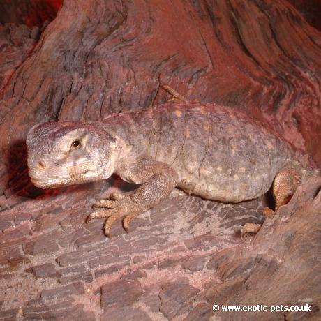 Egyptian Uromastyx