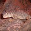 Egyptian Uromastyx photo
