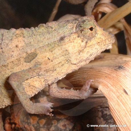 Kenyan Pygmy Chameleon