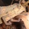 Kenyan Pygmy Chameleon close up photo