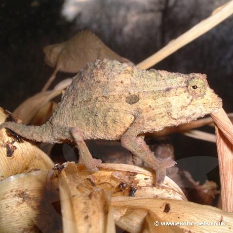 Kenyan Pygymy Chameleon female