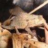 Kenyan Pygymy Chameleon female photo